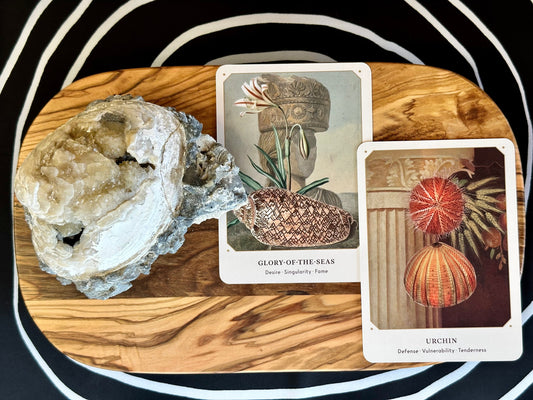 The Seashell Oracle Cards: 44 Card Deck for Divination