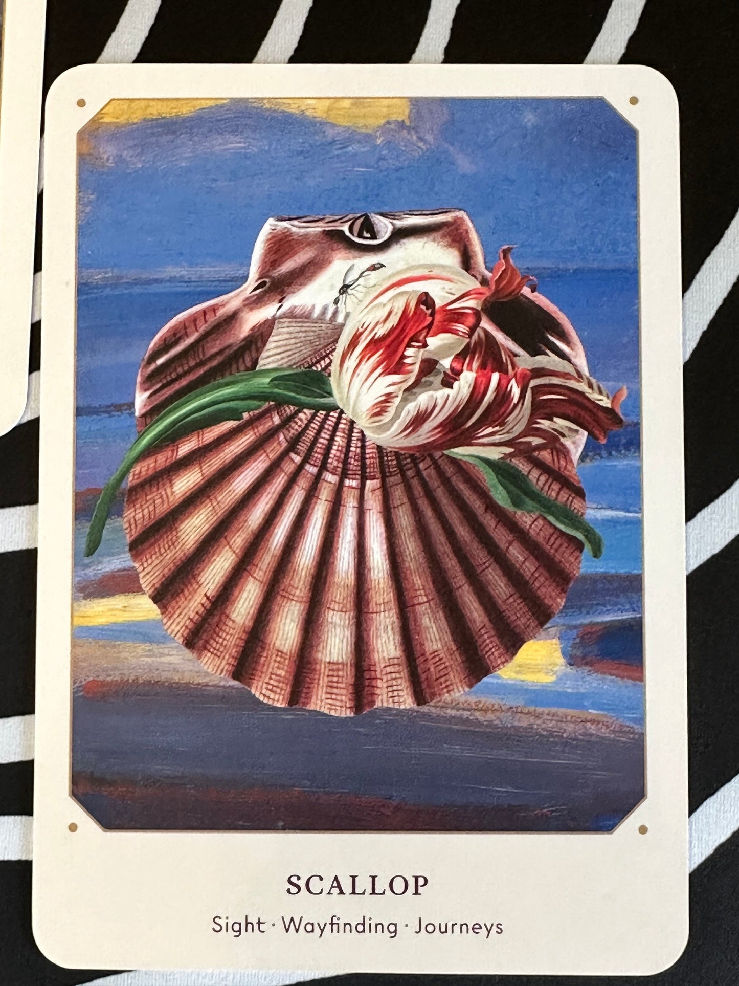 The Seashell Oracle Cards: 44 Card Deck for Divination