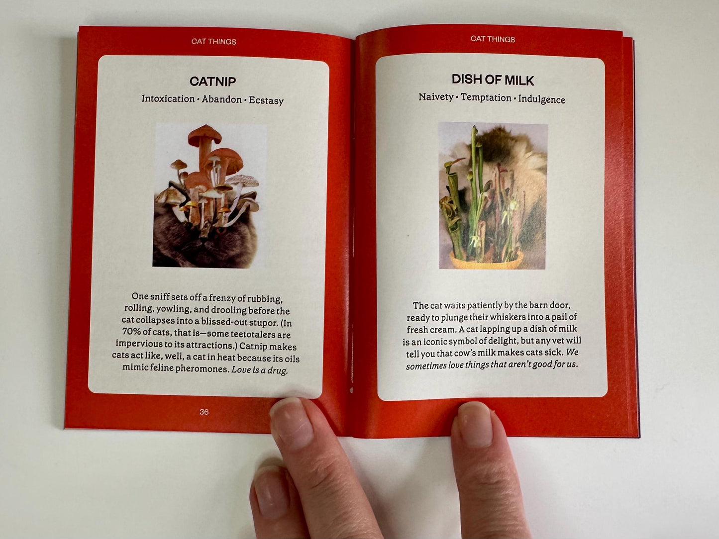 The Cat Oracle, a 33 Card Oracle Deck and Guidebook for Divination and Feline Guidance